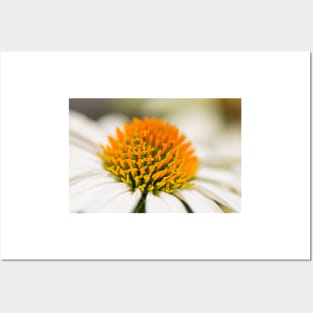 White Coneflower Macro Posters and Art